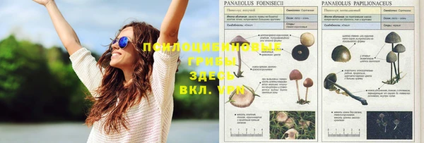 ГАЛЛЮЦИНОГЕННЫЕ ГРИБЫ Ельня